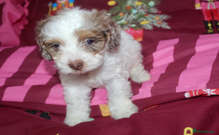 Cockapoo dogs Extensively health tested American cockerpoos - Advert 7