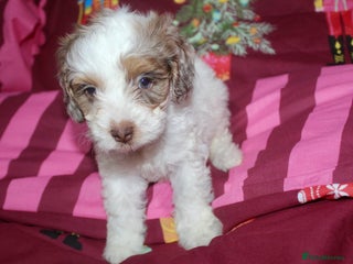 Cockapoo dogs Extensively health tested American cockerpoos - Advert 8