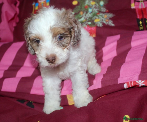 Cockapoo dogs Extensively health tested American cockerpoos - Advert 7