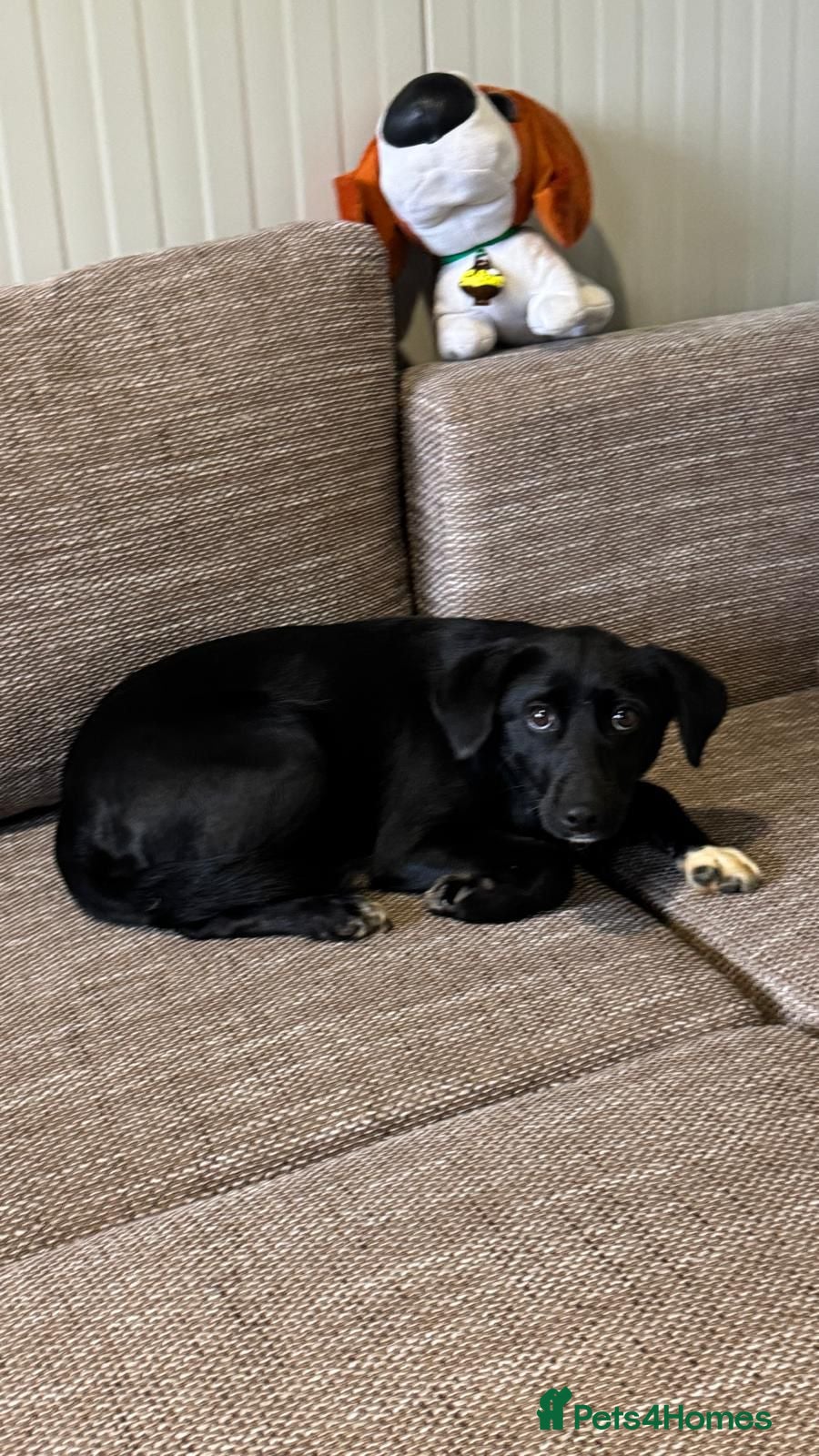 Mixed Breed dogs Pretty little Barbie looking for love - Advert 2