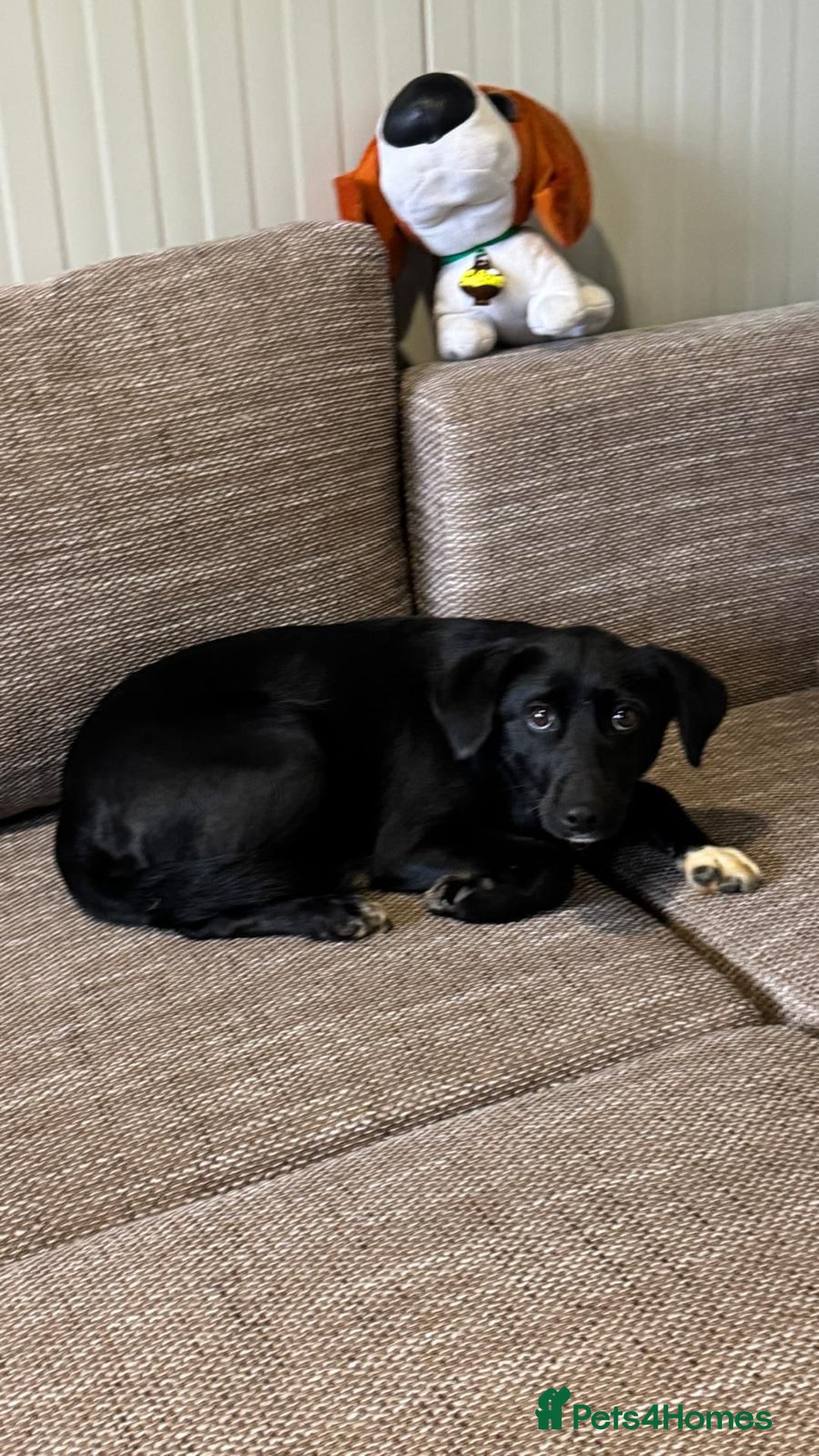 Mixed Breed dogs for adoption: Pretty little Barbie looking for love - Advert 1