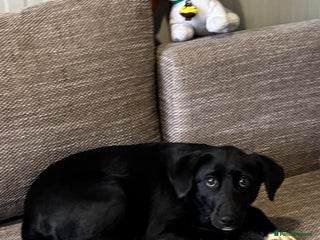 Mixed Breed dogs Pretty little Barbie looking for love - Advert 2