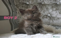 Maine Coon cats for sale: SHOW QUALITY MAINE COON KITTENS  - Image 7