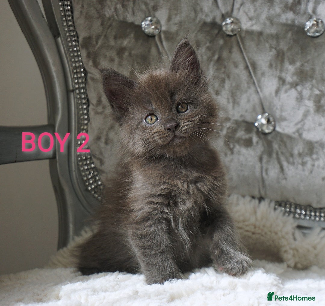 Maine Coon cats for sale: SHOW QUALITY MAINE COON KITTENS  - Image 7
