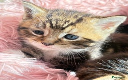 Bengal cats for sale: Kitten  - Image 3