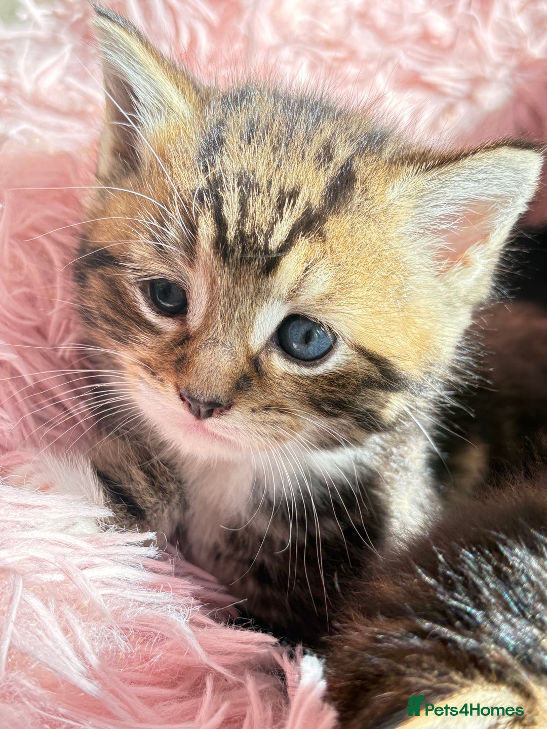 Bengal cats for sale: Kitten  - Image 3