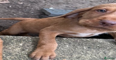 Hungarian Vizsla dogs in Cranbrook - Advert 14