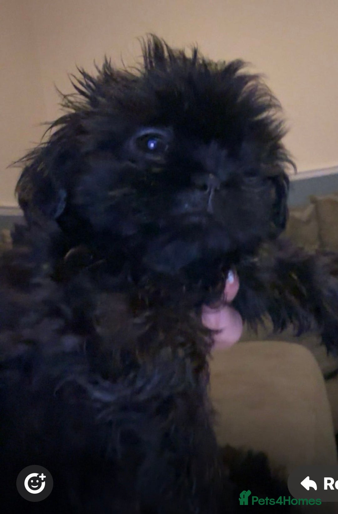 Shih Tzu dogs for sale: Two stunning pups. - Advert 4