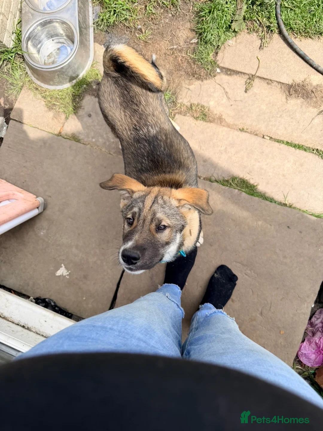Siberian Husky dogs for sale: One Beautiful Male Husky puppy  in Nelson - Advert 1