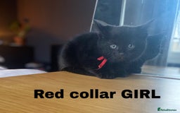 Neva Masquerade cats for sale: Sweet bengal x kittens  - Image 2