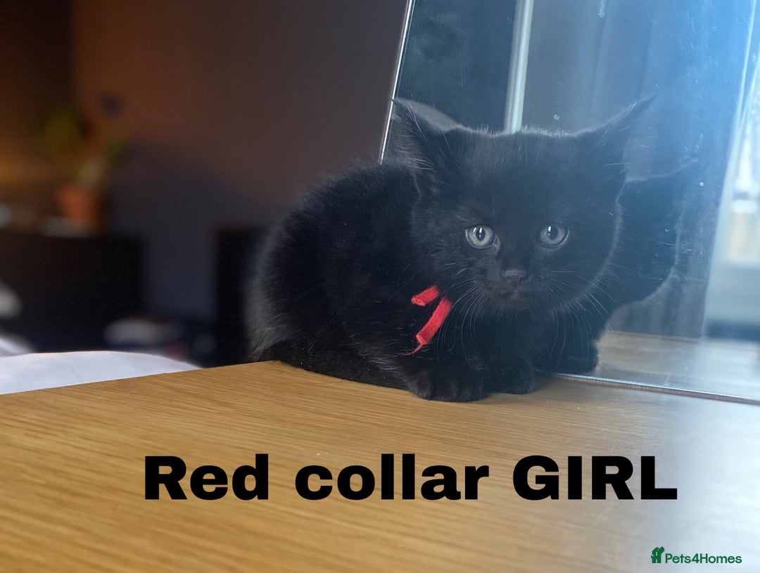 Neva Masquerade cats for sale: Sweet bengal x kittens  - Image 2