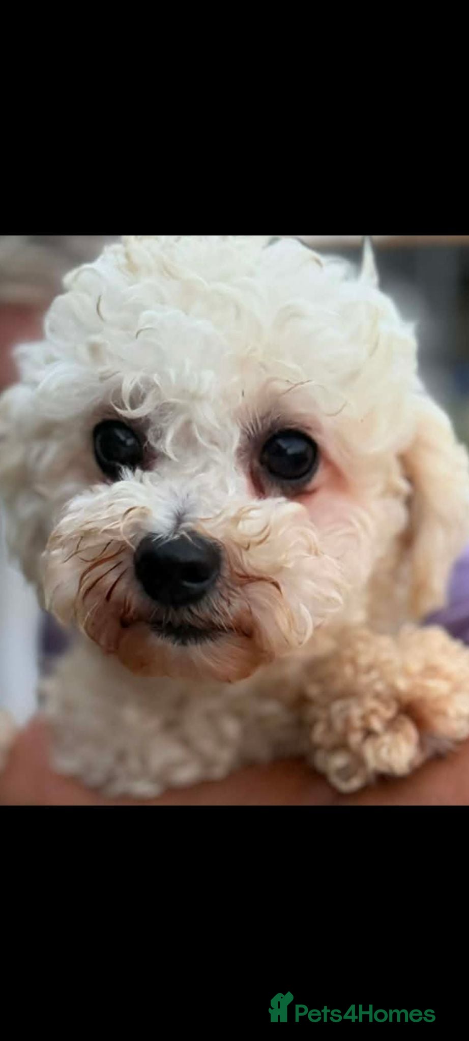 Bichon Frise dogs Marshmallow ( mitch) 3kg male - Advert 1