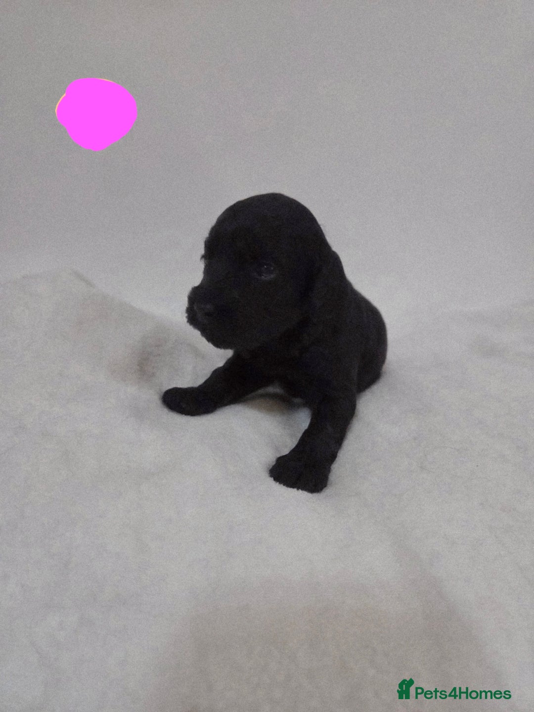 Cockapoo dogs for sale: Cockapoo puppies for sale - Image 5