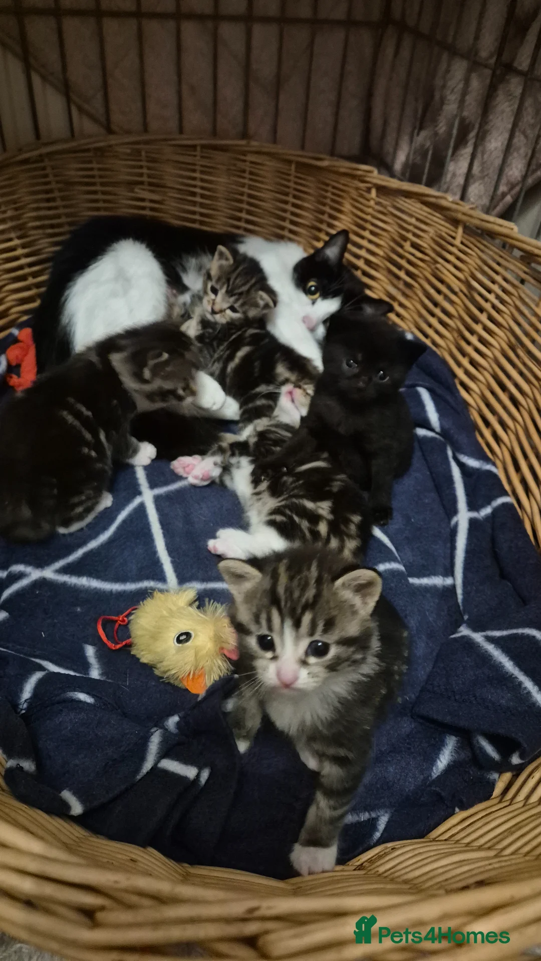 Domestic Shorthair cats for sale: 1 Tabby and white Male, 1 all Black Female kitten - Advert 1