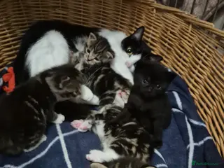 Domestic Shorthair cats 1 Tabby and white Male, 1 all Black Female kitten - Advert 1