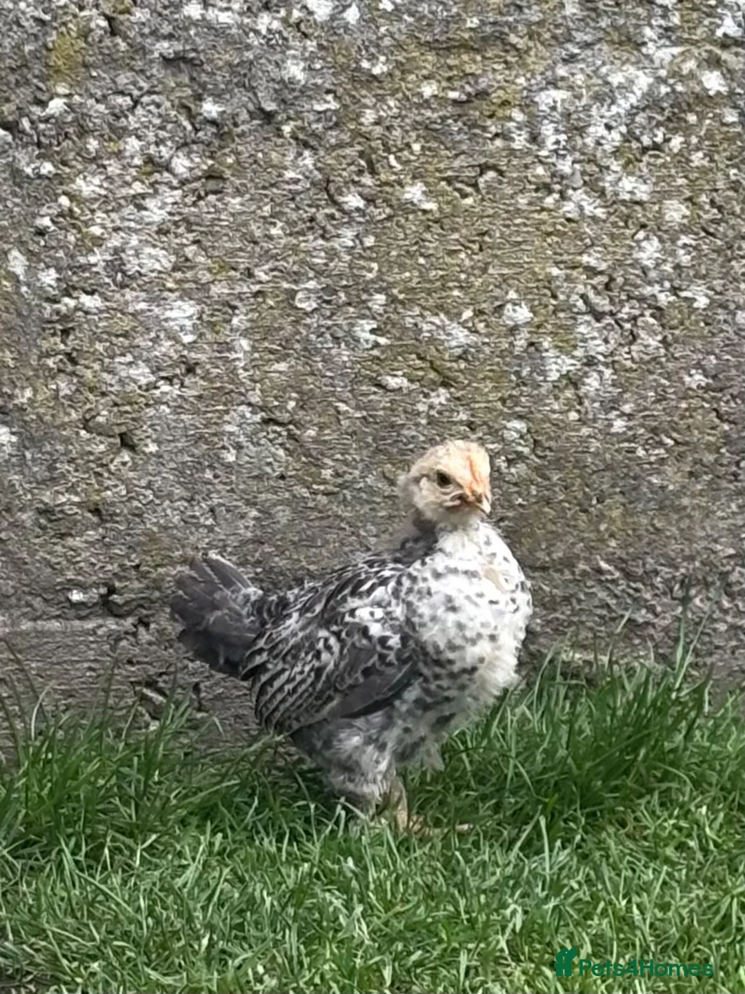 Chickens poultry for sale: Cream legbar in Aberlour - Advert 1
