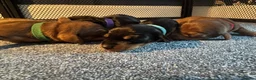 Dachshund dogs for sale: Miniature Dachshunds  in Bridgwater - Advert 16