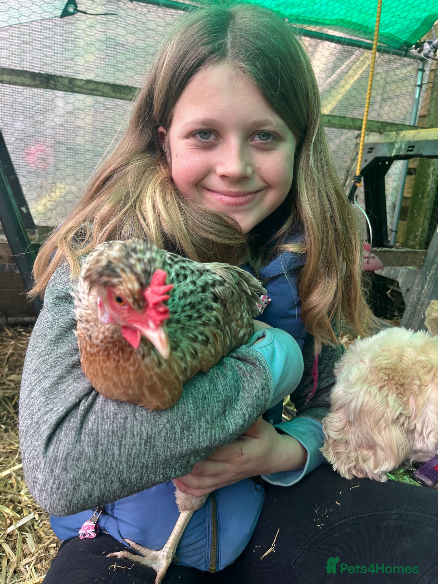 Chickens poultry Cream legbar, chicks, growers, pullers, hens  - Advert 1