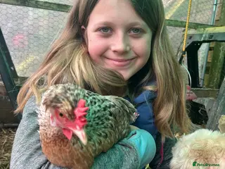 Chickens poultry Cream legbar, chicks, growers, pullers, hens - Advert 1