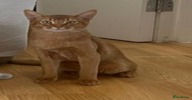 Abyssinian cats - Advert 5