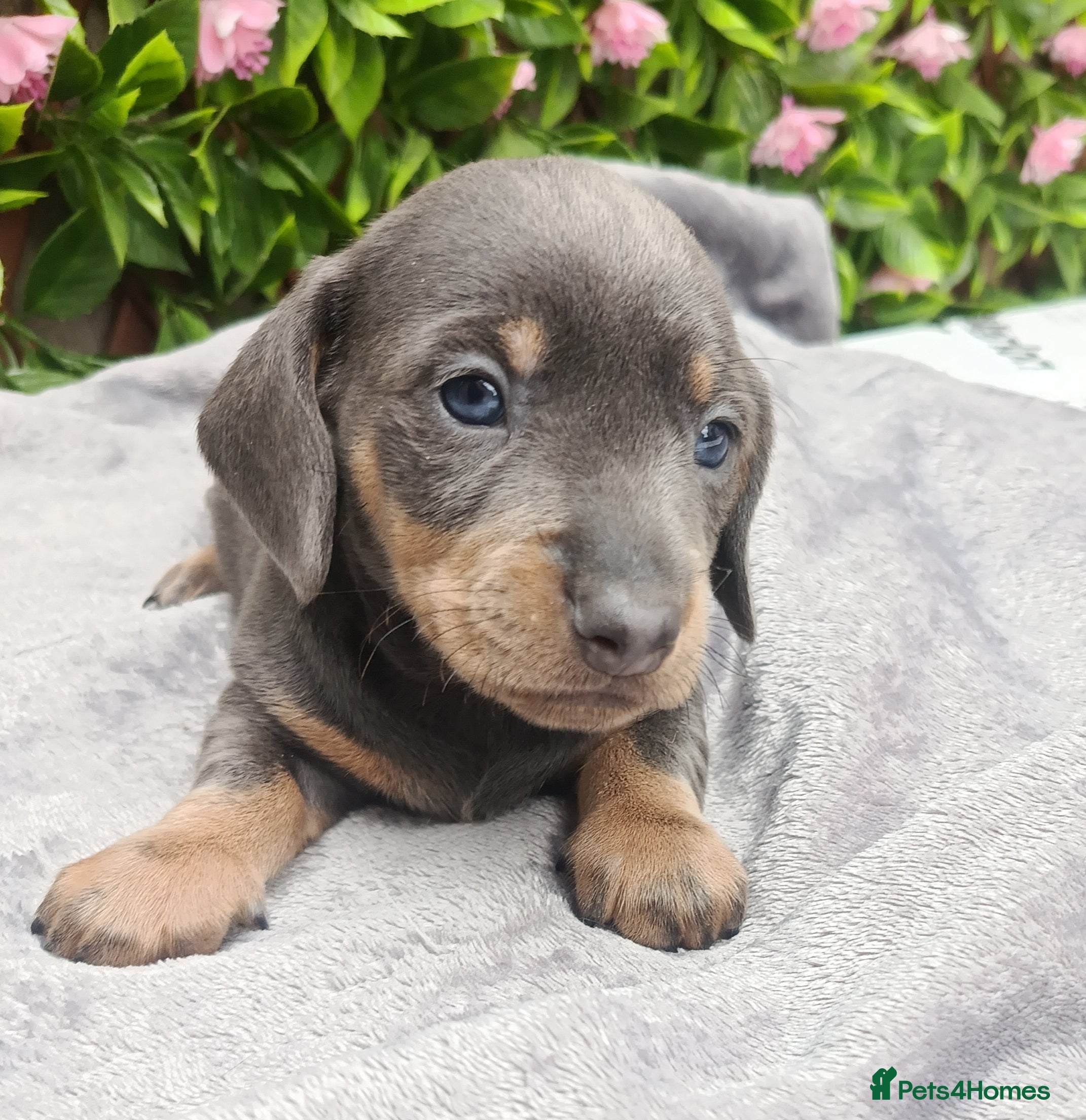 Miniature Dachshund dogs KC Reg PRA Clear mini solid colours  - Advert 2