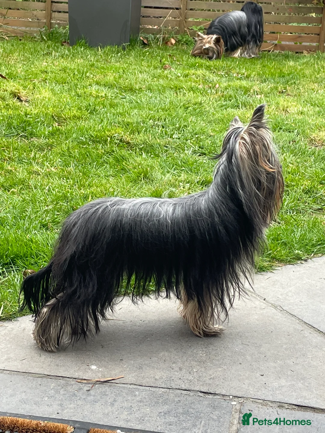 Yorkshire Terrier dogs for stud: 1.8kg miniature KC reg STUD Yorkshire terrier in Caterham - Advert 11