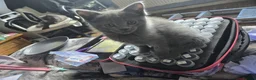 Persian cats for sale: Gorgeous Persian x Kittens Ready now  - Advert 19
