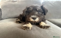 Miniature Schnauzer dogs for sale:  1 boyleft!Miniature  Schnauzer puppies for sale  - Image 8
