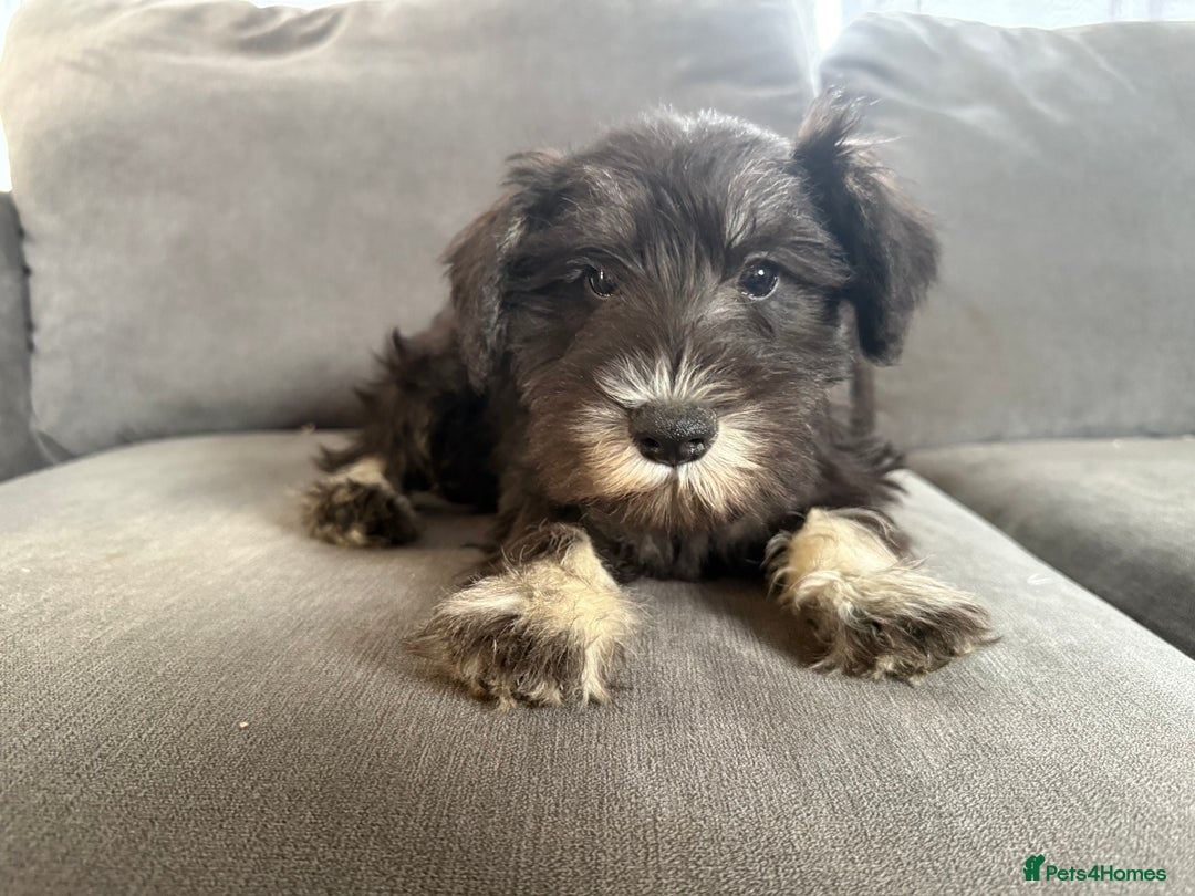 Miniature Schnauzer dogs for sale:  1 boyleft!Miniature  Schnauzer puppies for sale  - Image 8