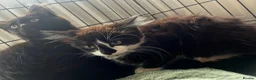 Mixed Breed cats for sale: Three beautiful fluffy male kittens left - Advert 5