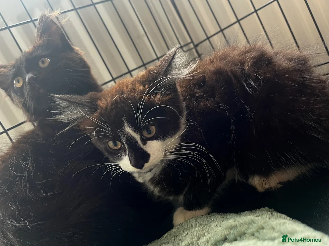 Mixed Breed cats for sale: Three beautiful fluffy male kittens left - Advert 5