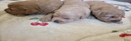 Labradoodle dogs for sale: Miniature labradoodles - Advert 11