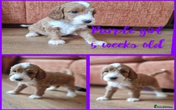 Australian Labradoodle dogs for sale: Stunning Australian labradoodles - Image 2