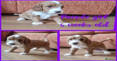 Australian Labradoodle dogs - Advert 1