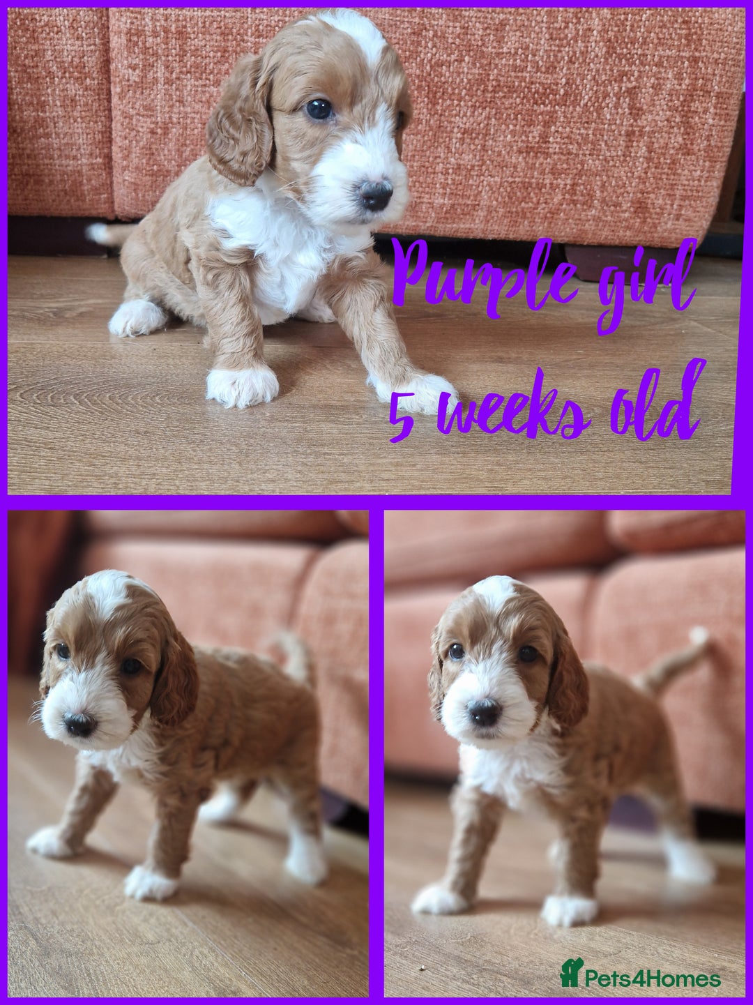 Australian Labradoodle dogs for sale: Stunning Australian labradoodles - Image 2