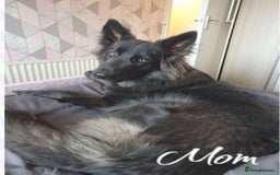 German Shepherd dogs for sale: German Shepherd Puppies  - Image 5