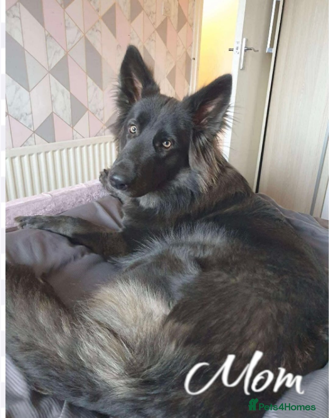German Shepherd dogs for sale: German Shepherd Puppies  - Image 5