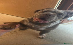 English Bulldog dogs for sale: Rufus - Image 4