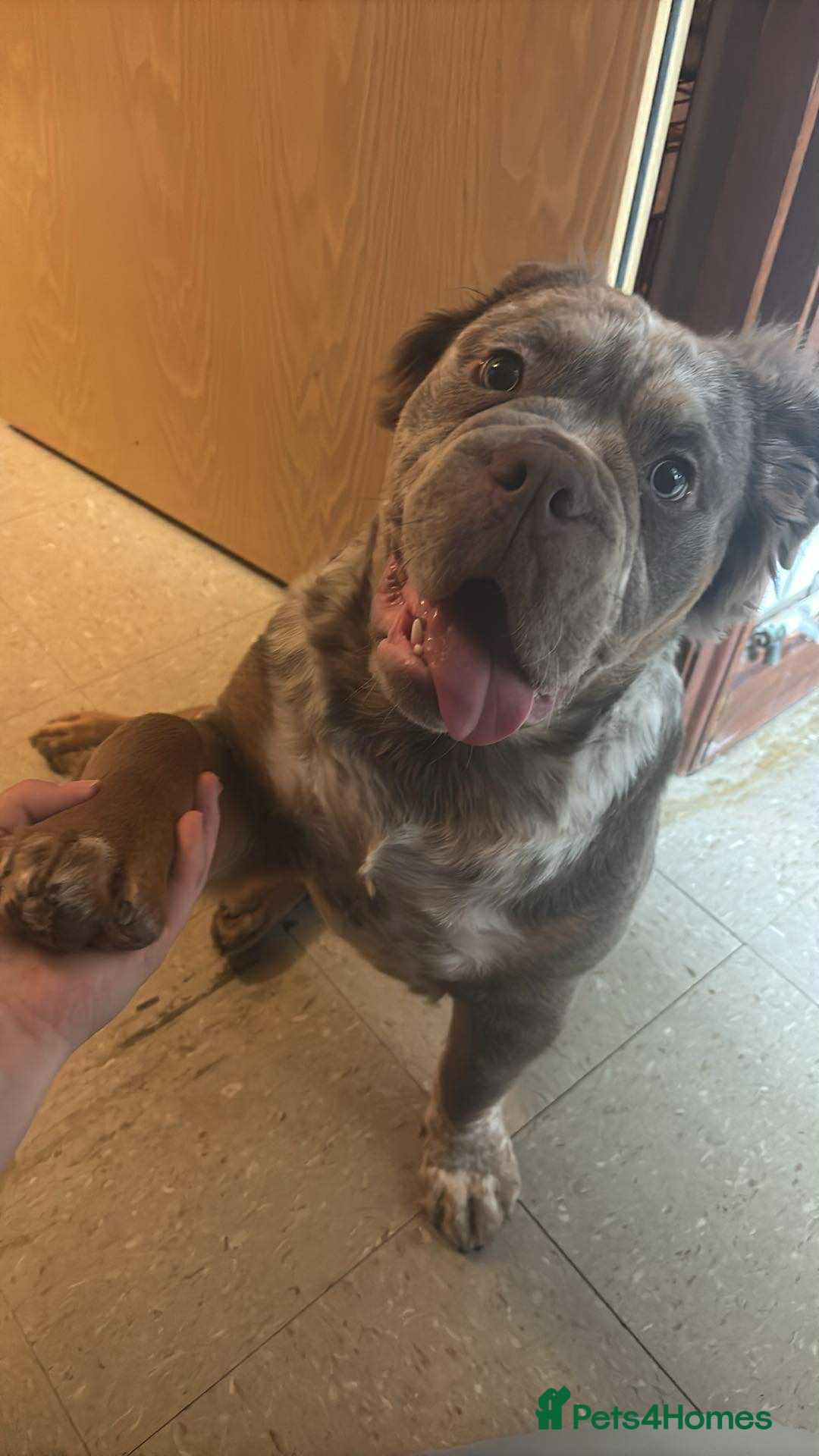 English Bulldog dogs for sale: Rufus - Image 4