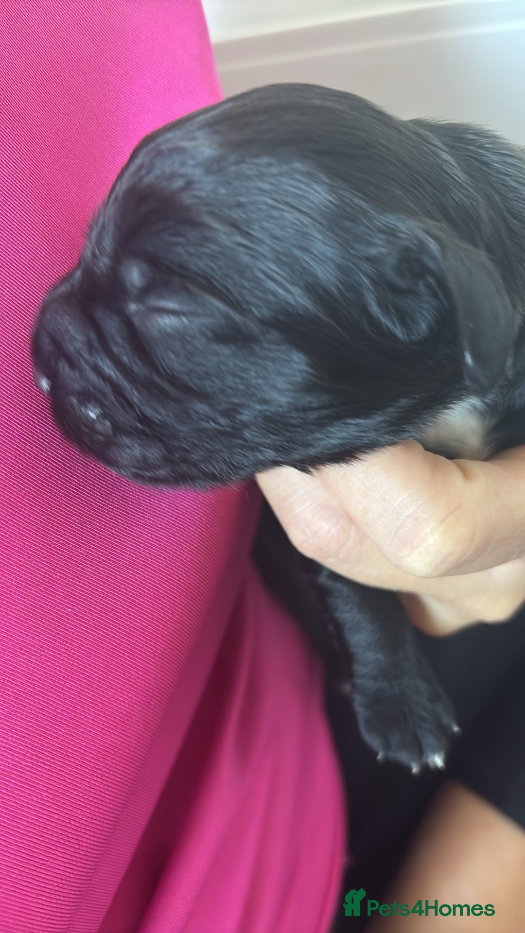 Cocker Spaniel dogs for sale: Cocker spaniel boys  - Advert 5