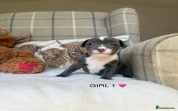 Staffordshire Bull Terrier dogs for sale: STAFFORDSHIRE BULL TERRIERS💚 - Image 2