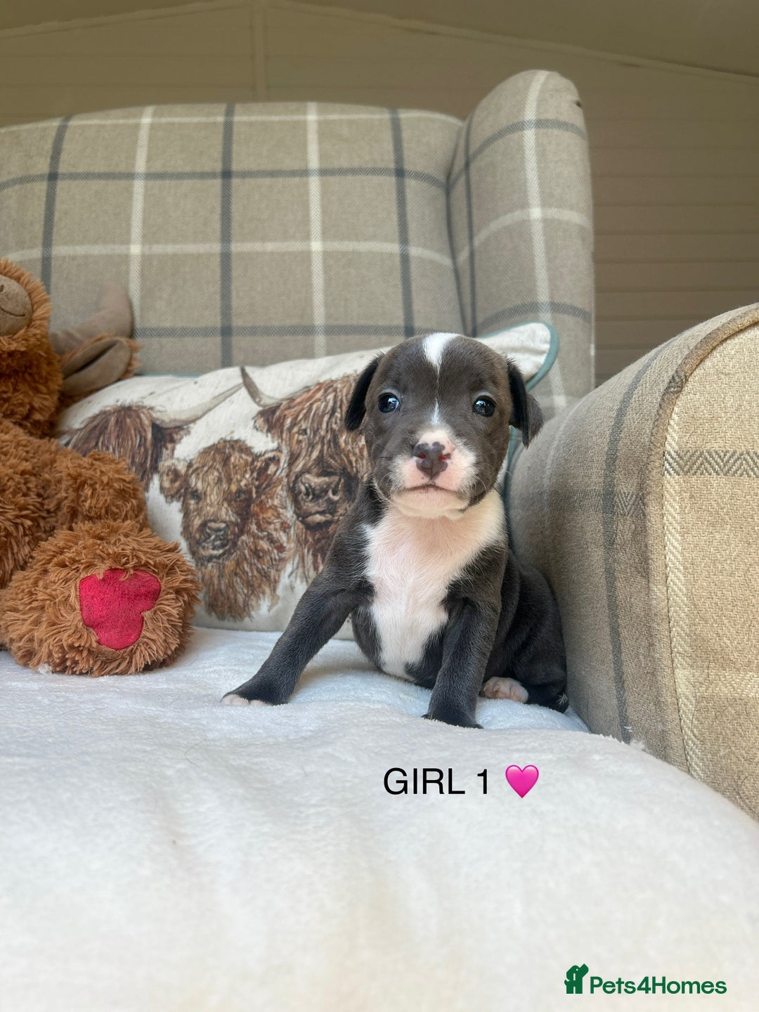 Staffordshire Bull Terrier dogs for sale: STAFFORDSHIRE BULL TERRIERS💚 - Image 2