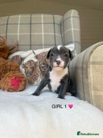 Staffordshire Bull Terrier dogs - Advert 1