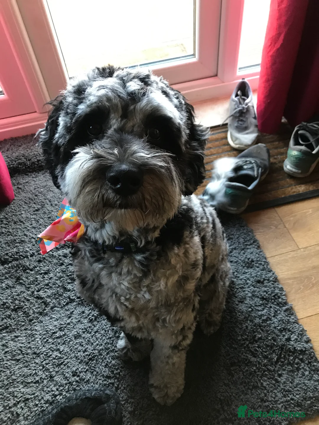 Labradoodle dogs for stud: Gorgeous blue Merle labradoodle stud in Swadlincote - Advert 6