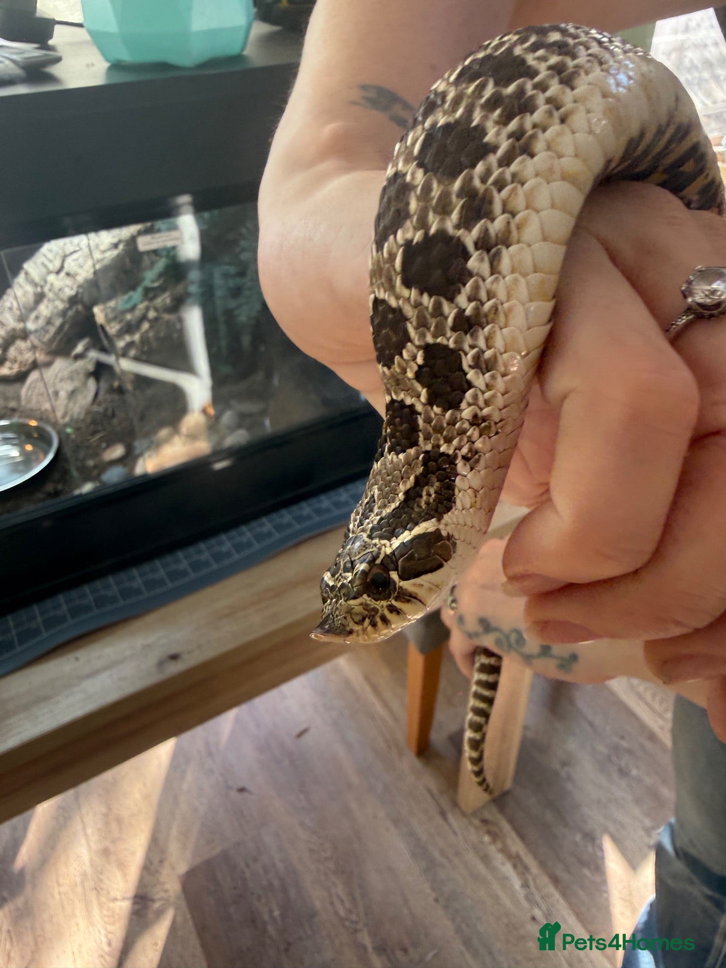 Snake reptiles Western Hognose Snake – Male (Believed) - Advert 3
