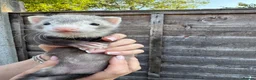 Ferret rodents for sale: Ferret kits  - Advert 7