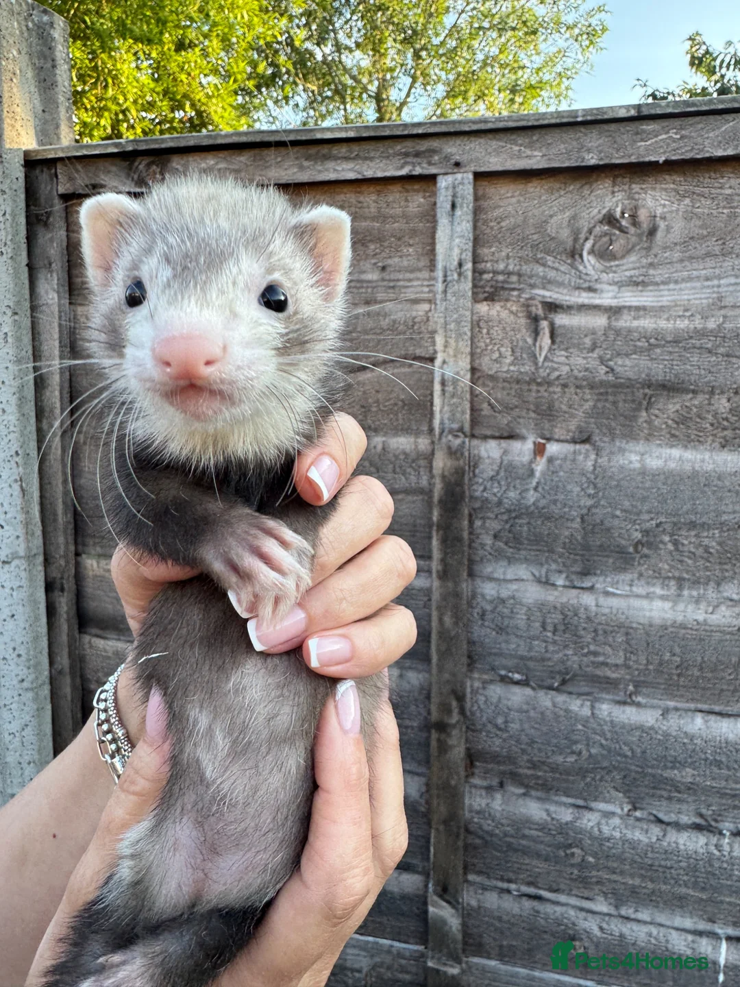 Ferret rodents for sale: Ferret kits  - Advert 7