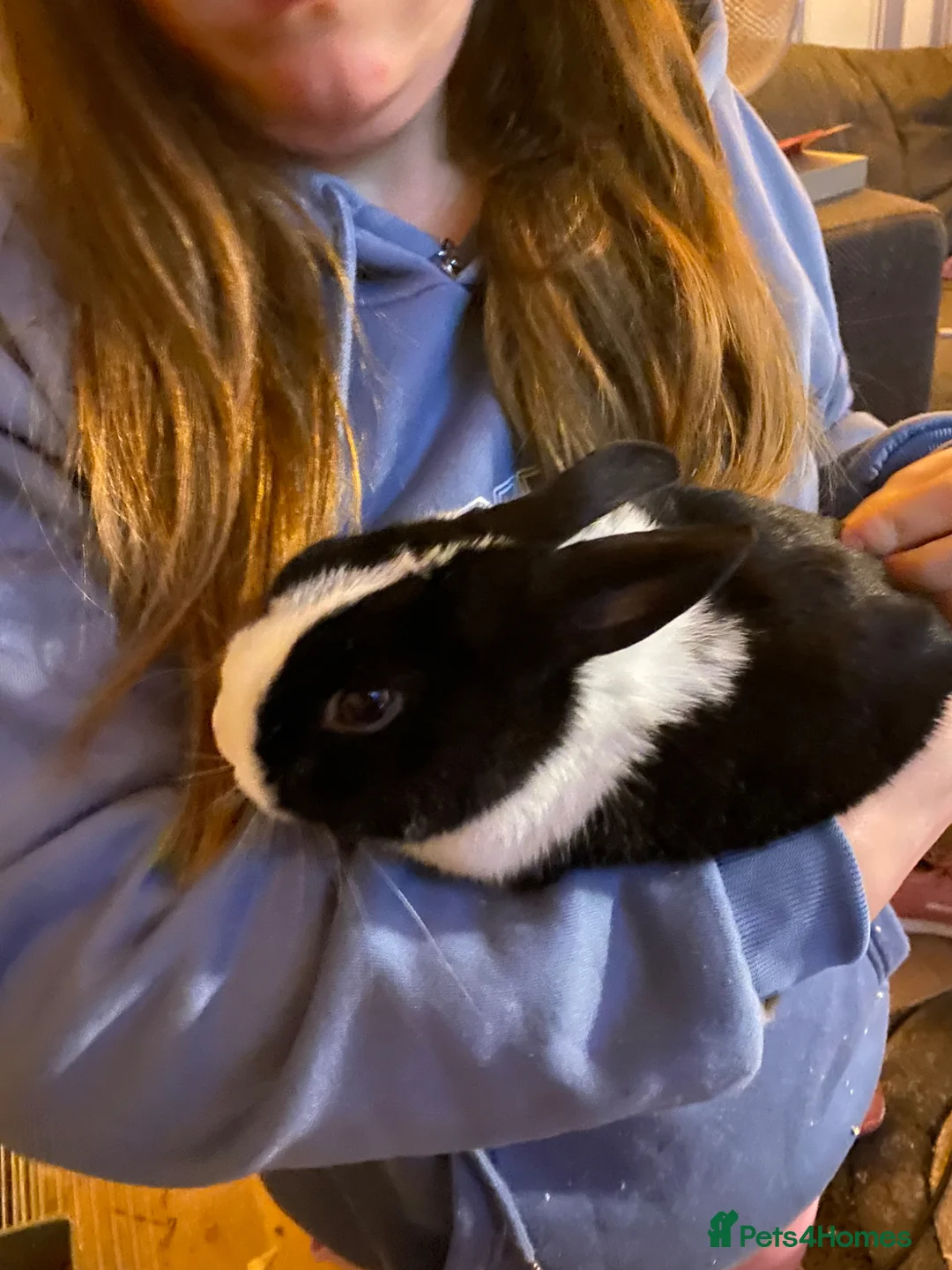 Mixed Breed rabbits for sale: Rabbits for sale  - Advert 3