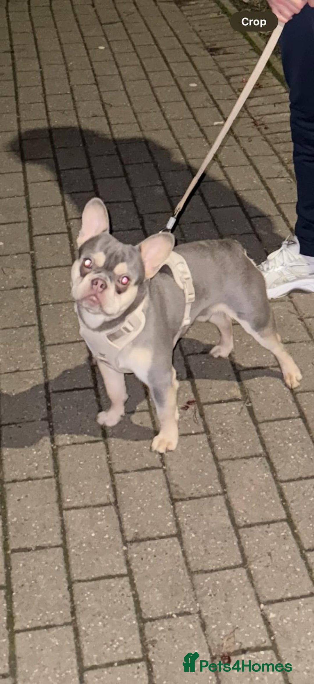 French Bulldog dogs for sale: Stunning boy looking for his forever home  - Advert 7