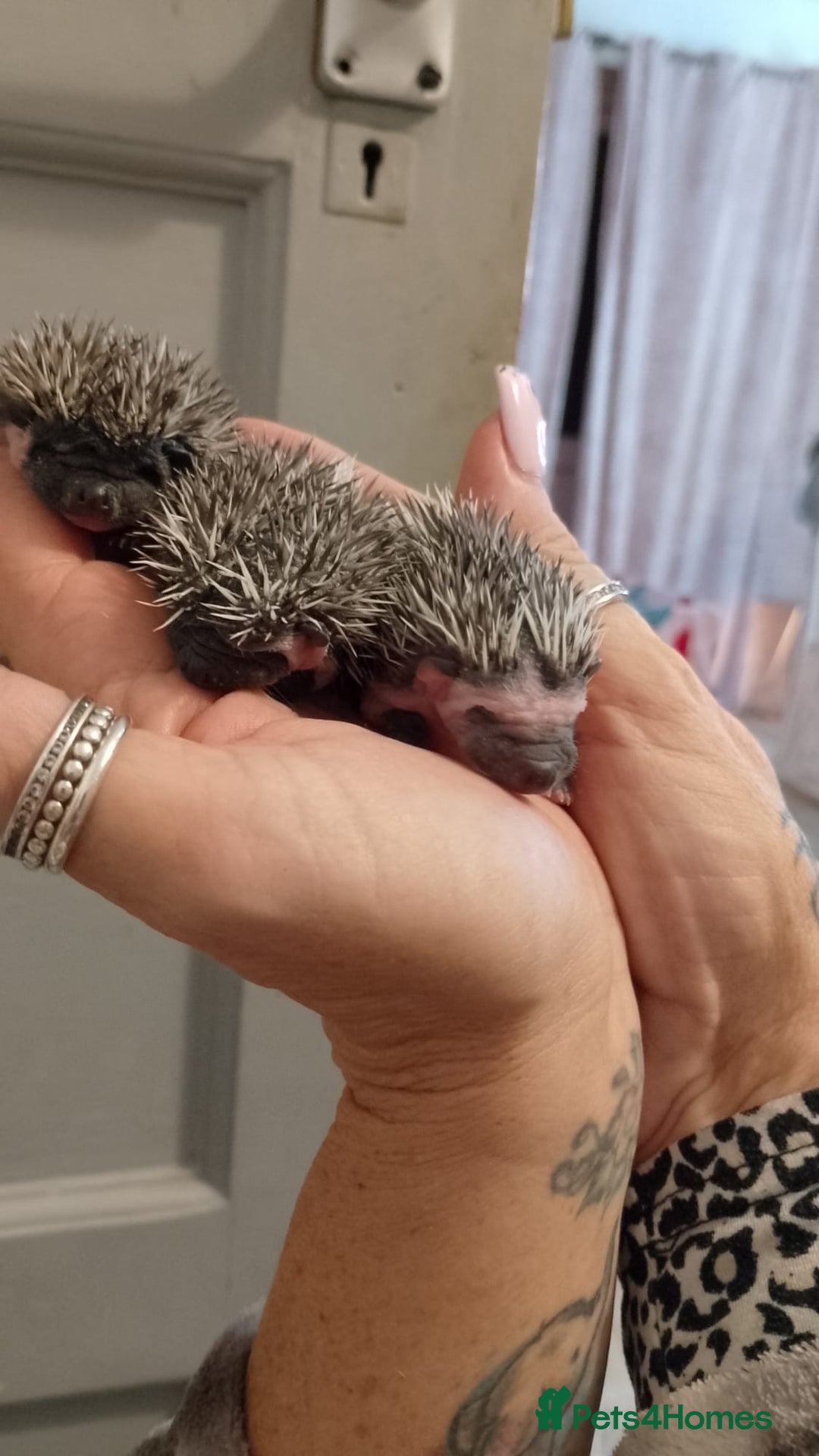 Pygmy Hedgehog rodents for sale: Unusual markings beautiful hoglets - Advert 7